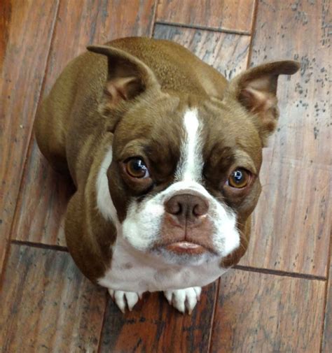 Maybe you would like to learn more about one of these? Boston Terrier Puppies For Sale Near Me Craigslist - Free ...