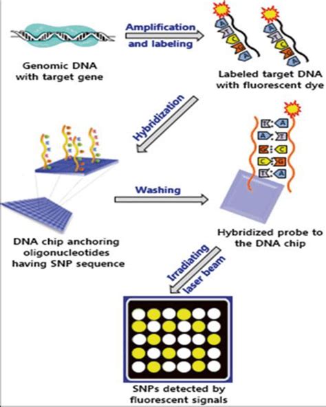 Dna Chips To Analyze Single Nucleotide Polymorphisms Snps A Dna Chip