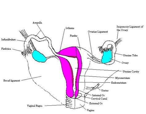 Female Reproductive System Blank Diagram Clipart Best Hot Sex Picture