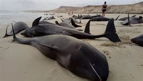 Pelo Menos Golfinhos Encalharam Numa Praia Da Ilha De Lewis A Oeste