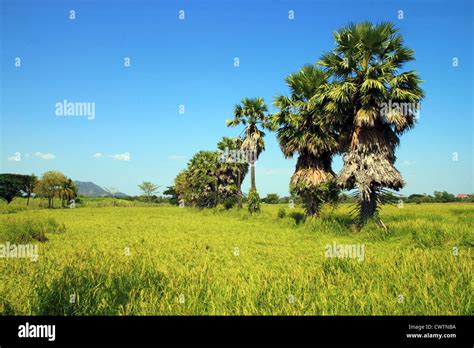 Sugar Palm Trees In The Field Thailand Stock Photo Alamy