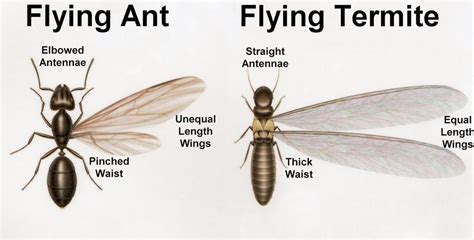 Ant Or Termite