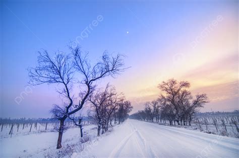 Winter Dry Tree Snow Evening Glow Background And Picture For Free