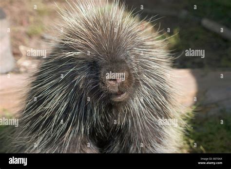 North American Porcupine Erethizon Dorsatum Stock Photo Alamy