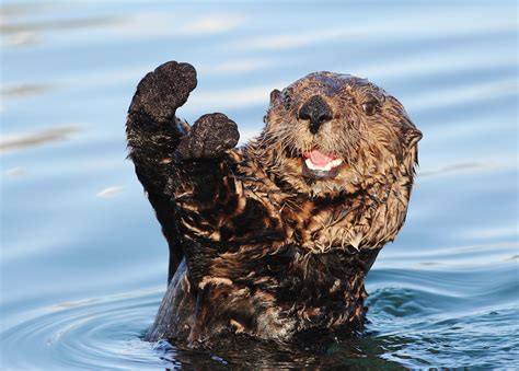 Let S Celebrate Sea Otter Awareness Week