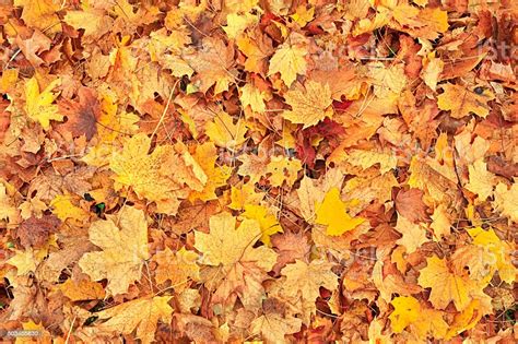 Seamless Autumn Leaves Background Stock Photo And More Pictures Of Autumn