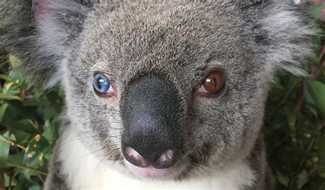 Meet Bowie A Koala With An Extremely Rare Eye Colour Combination