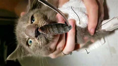 Botfly Larvae Maggot Removed From Cat Nose Kitten Rescued 2022 Youtube