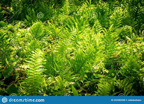 Tropical Fern Foliage In The Sun Light Stock Photo Image Of Sunlight