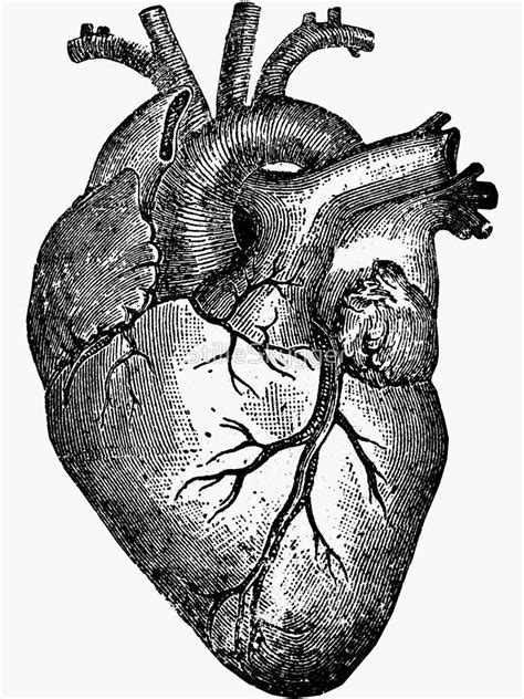 Vintage Anatomy Diagrams Black And White Realistic Human Heart Stock