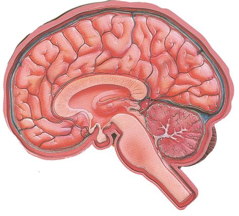 Brain Sagittal Cross Section Flickr Photo Sharing