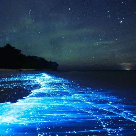The Water Glows On This Bioluminescent Kayak Tour At An Enchanting