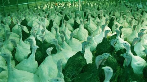 Starting A Business How To Start A Business Of Turkey Farm And