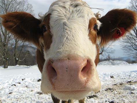 Animal Instinct Cold Cow Noses