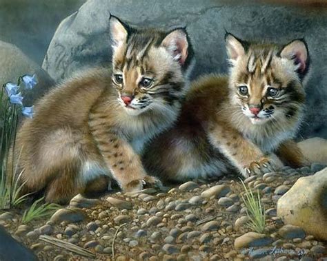 I am an exotic kitten breeder and offer kittens for sale in virginia specializing in: Welcome to Florida: Bobcats