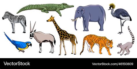 Drawing African Animals Royalty Free Vector Image
