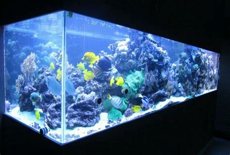 550 Gallon Custom Saltwater Aquarium Giant Aquariums