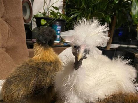 Naked Neck Silkies Backyard Chickens Learn How To Raise Chickens