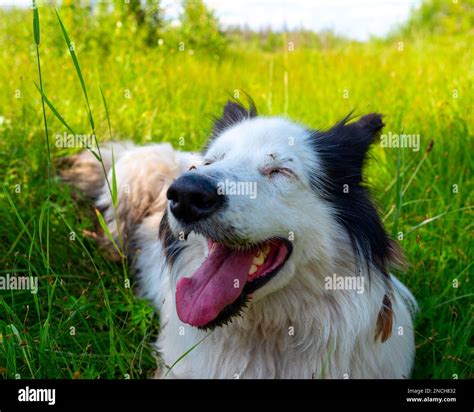 Portrait Of A White Dog Of The Yakut Laika Breed Lies On The Green