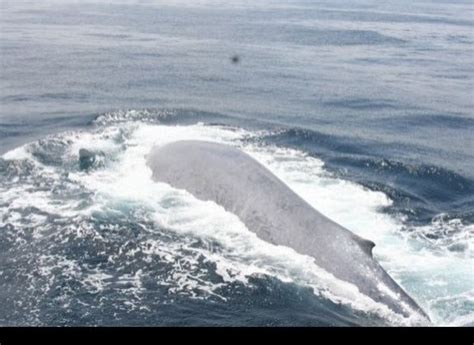 Dead Blue Whale In Newfoundland Could Explode Town Clerk Huffpost News