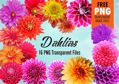 Dahlia Flower Clip Art 16 Free High Resolution Transparent Png Files