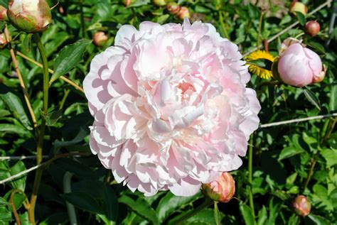 The Herbaceous Peony Garden At My Farm The Martha Stewart Blog