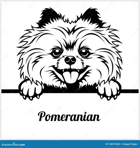 Pomeranian Ilustraciones Stock Vectores Y Clipart 553