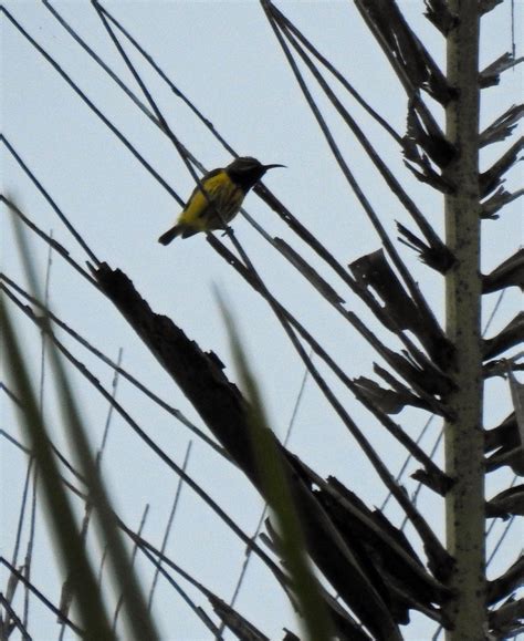 In females, other than the underpart, the yellow coloration covers the chest, throat and chin as well, while in males these parts and forehead are glossy black, iridescent with. Pictures of the olive backed sunbird