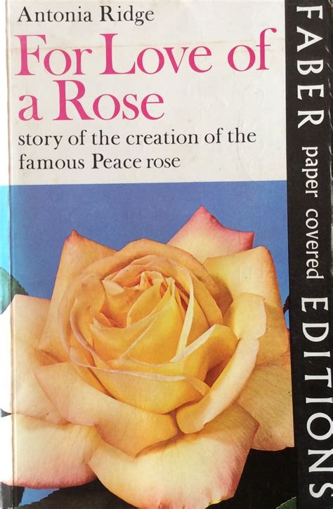 The Story Of The Peace Rose Madame Meilland Peace Rose Rose Love