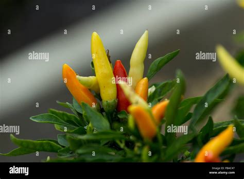 Cayenne Pepper Capsicum Annuum L Stock Photo Alamy