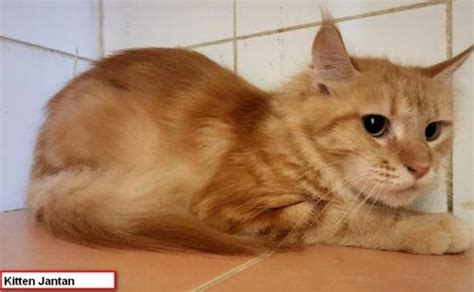 Sedang mencari inspirasi nama kucing jantan atau betina? Nama Kucing Jantan Orange - KucingComel.com