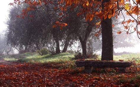 Nature Trees Rain Bench Leaves Wallpapers Hd Desktop And Mobile