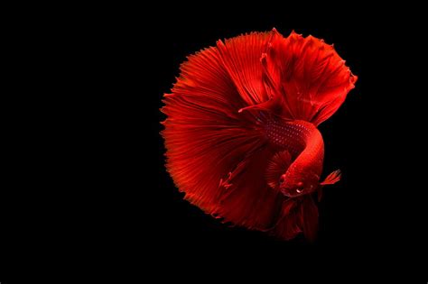 Red Fish Aquarium Black Dark Lockscreen Hd Wallpaper Peakpx