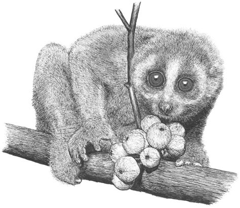 Slow Loris Drawing By Nasir Nadzir Saatchi Art