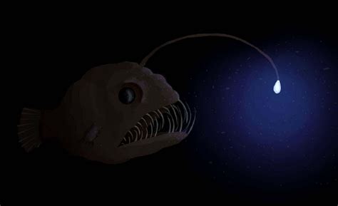 Angler Fish Wallpaper Catch Fish Wallpapers High Quality Exactwall