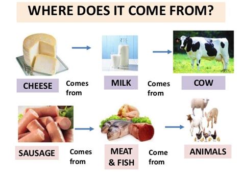 Where Does Foodcomefrom