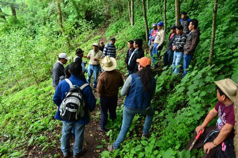 Programas Promueven Cuidado De Bosques La Voz De Xela