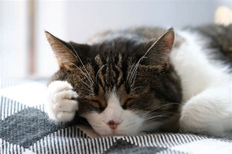 Sleeping Cat Royalty Free Photo