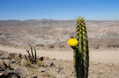 Top 149 Flora Y Fauna Del Desierto De Chile Anmb Mx