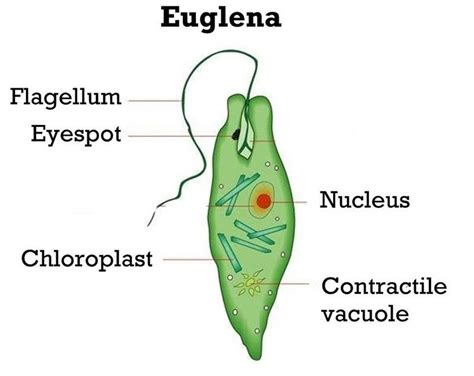 Unicellular Organism ~ Detailed Information Photos Videos