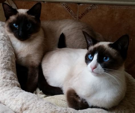 Check out our siamese cat for sale selection for the very best in unique or custom, handmade pieces from our shops. Siamese x Snowshoe brothers GCCF registered | Banbury ...