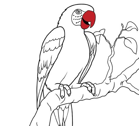Buy Parrot Coloring Page Printable Parrot Bird Coloring Page For Kids