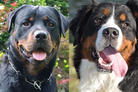 The Rottweiler Bernese Mountain Dog Mix An Ultimate Introduction