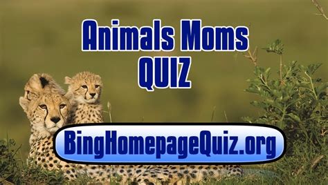 Animal Moms Bing Quiz Bing Homepage Quiz