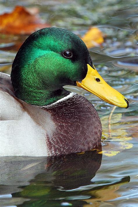 All Sizes Male Mallard Duck Portrait Flickr Photo Sharing