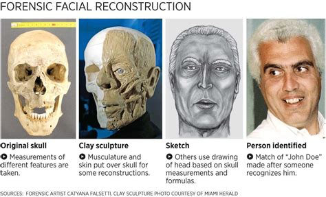 Pdf Facial Reconstruction For Artists Rogershouseife Book Store