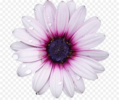 Pink Flowers Dahlia Clip Art Transparent Flower Cliparts Png Download