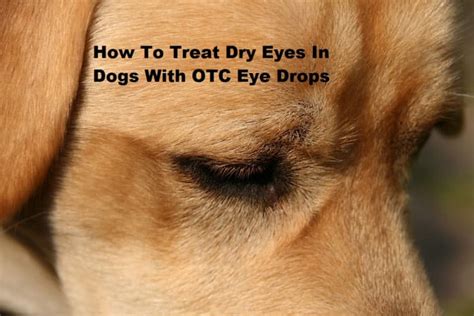 Over The Counter Remedy For Crusty Or Draining Eyes In Dogs Hubpages