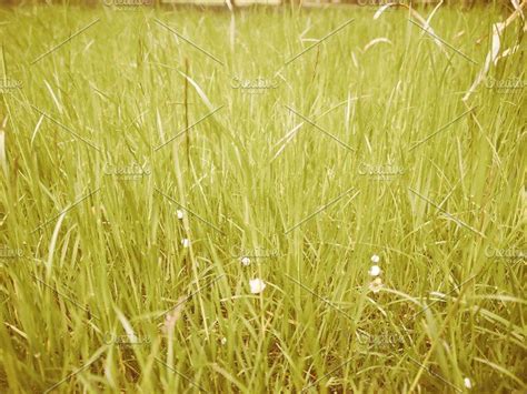 Vintage Meadow Photos Vintage Looking Green Grass Meadow Lawn Useful As