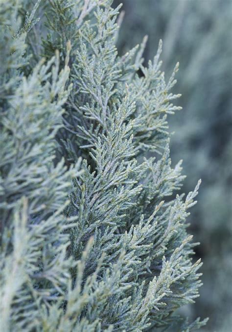 Wichita Blue Juniper Juniperus Scopulorum Wichita Blue Monrovia Plant